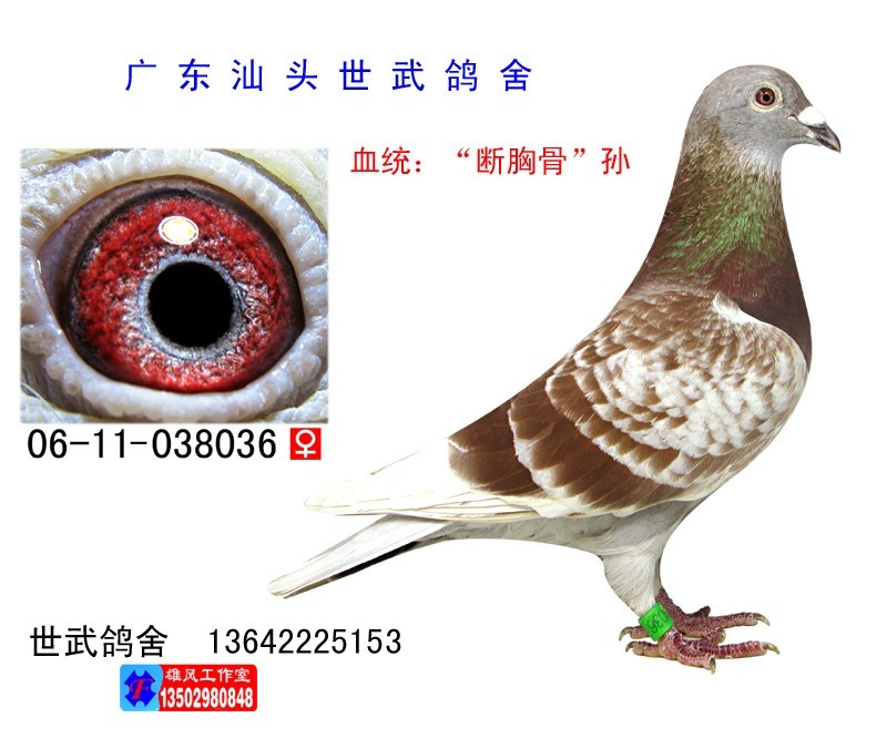 烈火悍将孙(克拉克詹森)c06-038036 - 海霸王詹森研究中心