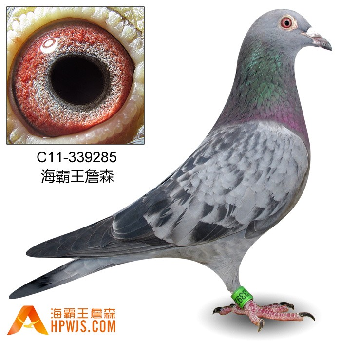 断胸骨孙c11-339285 - 海霸王詹森鸽展售 - 海霸王詹森研究中心; 4号