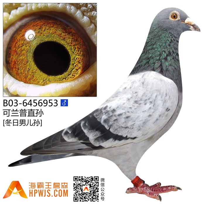 可兰普直孙(冬日男儿孙)b03-6456953 - 海霸王詹森