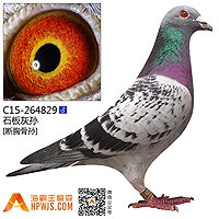 石板灰孙(断胸骨孙)c15-264829 海霸王詹森研究中心
