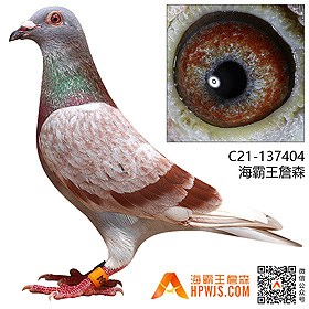 红红狐狸孙c03-082279浅斑93黑眼红狐孙c07-023354银石板灰孙(断胸骨