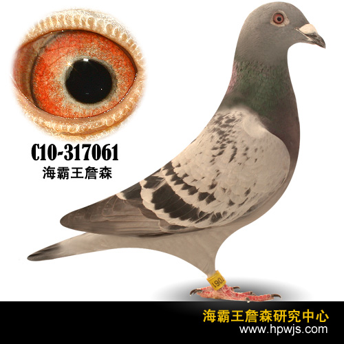 2号 c10-317061 断胸骨孙 ♀雌  詹森原棚子代> 海霸王詹森鸽