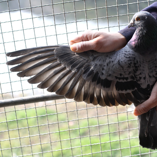 17号 C06-00827 小火箭孙 ♀雌 同父同母内蒙