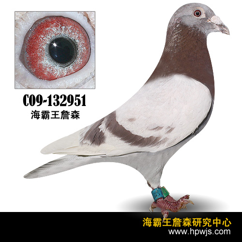 14号c09132951红狐狸孙雄第五届海霸王专棚赛赛鸽羽色红海霸王詹森鸽