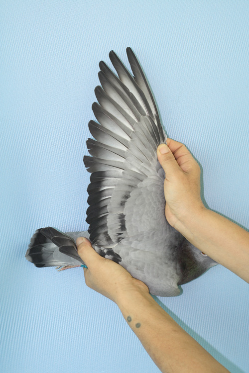 18号 C09-134340 红狐狸孙 ♀雌 第五届海霸王