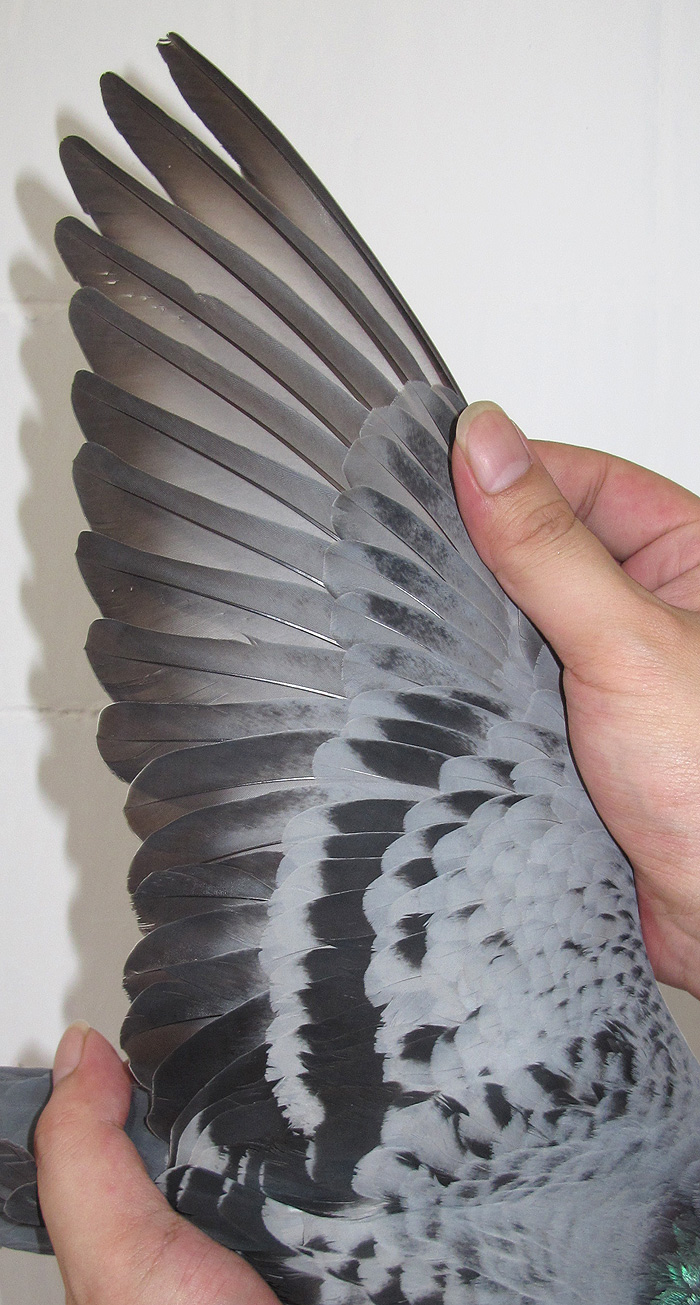 22号 C10-318925 林克斯漂亮灰孙(019孙) ♂雄