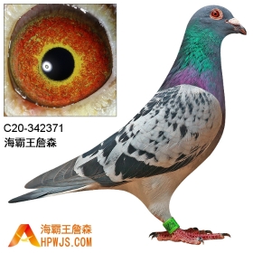 海霸王詹森种鸽拍卖第511期