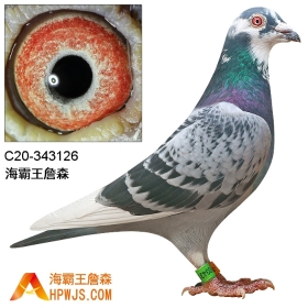 海霸王詹森种鸽拍卖第516期