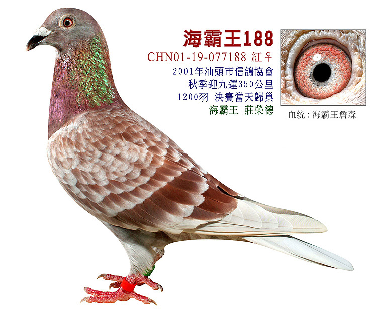 红狐狸孙c01-077188 海霸王詹森研究中心